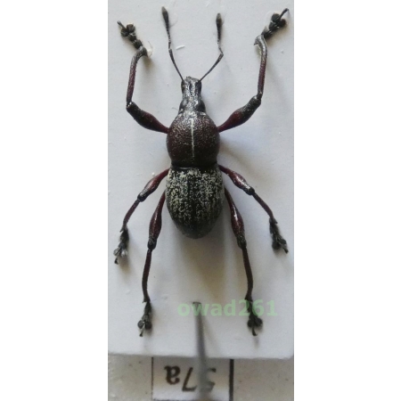 Metapocyrtus samarensis Schultze, 1925 male Philippines57a